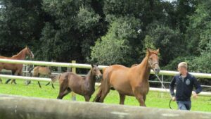 Mare Rescued During Occupation