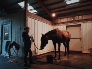 Disease in Horses