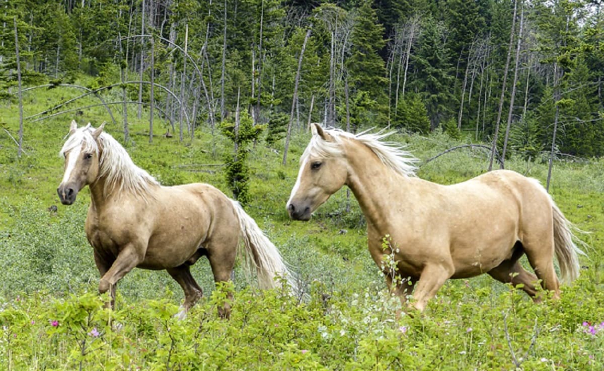 Quarter Horse