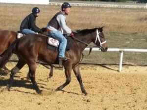 Country Affair. Photo: Mary Perdue